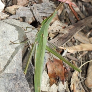 Acrida conica at Mount Clear, ACT - 11 Mar 2019
