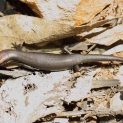 Pseudemoia entrecasteauxii (Woodland Tussock-skink) at Namadgi National Park - 11 Mar 2019 by TimL