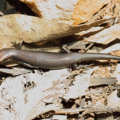 Pseudemoia entrecasteauxii (Woodland Tussock-skink) at Booth, ACT - 11 Mar 2019 by TimL