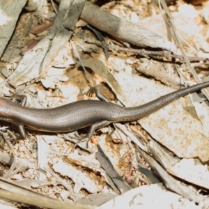 Pseudemoia entrecasteauxii at Booth, ACT - 11 Mar 2019 11:54 AM