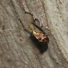 Nemophora (genus) (A Fairy Moth) at Namadgi National Park - 11 Mar 2019 by TimL