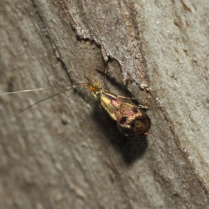 Nemophora (genus) at Booth, ACT - 11 Mar 2019 12:11 PM