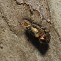 Nemophora (genus) at Booth, ACT - 11 Mar 2019