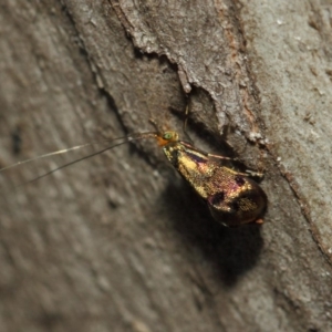 Nemophora (genus) at Booth, ACT - 11 Mar 2019