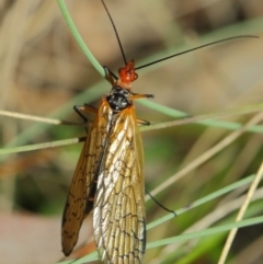 Chorista australis (Autumn scorpion fly) at Booth, ACT - 11 Mar 2019 by TimL