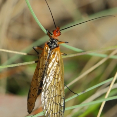 Chorista australis (Autumn scorpion fly) at Booth, ACT - 11 Mar 2019 by TimL