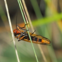 Chorista australis at Booth, ACT - 11 Mar 2019 01:40 PM