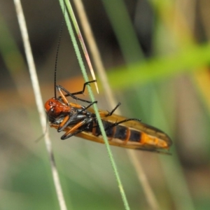 Chorista australis at Booth, ACT - 11 Mar 2019