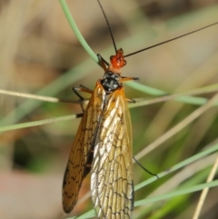 Chorista australis at Booth, ACT - 11 Mar 2019