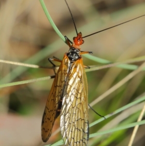 Chorista australis at Booth, ACT - 11 Mar 2019 01:40 PM