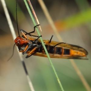 Chorista australis at Booth, ACT - 11 Mar 2019 01:40 PM