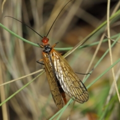 Chorista australis at Booth, ACT - 11 Mar 2019 01:40 PM
