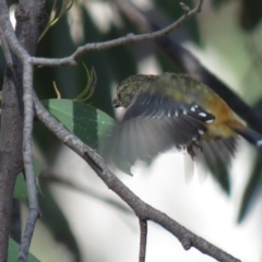 Pardalotus punctatus (Spotted Pardalote) at Stony Creek Nature Reserve - 15 Mar 2019 by KumikoCallaway