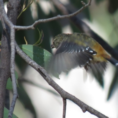 Pardalotus punctatus (Spotted Pardalote) at Carwoola, NSW - 16 Mar 2019 by KumikoCallaway