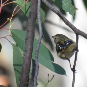 Pardalotus punctatus at Carwoola, NSW - 16 Mar 2019