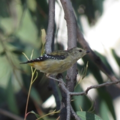 Pardalotus punctatus at Carwoola, NSW - 16 Mar 2019