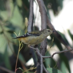 Pardalotus punctatus at Carwoola, NSW - 16 Mar 2019 10:07 AM