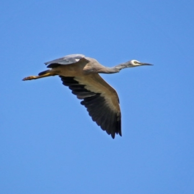 Egretta novaehollandiae (White-faced Heron) at Jerrabomberra Wetlands - 15 Mar 2019 by RodDeb