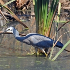 Egretta novaehollandiae at Fyshwick, ACT - 15 Mar 2019 01:55 PM