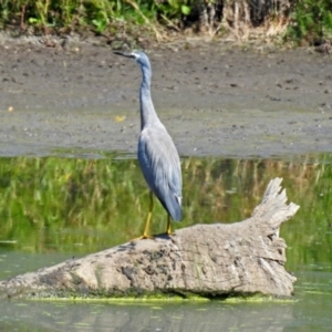 Egretta novaehollandiae at Fyshwick, ACT - 15 Mar 2019 01:55 PM