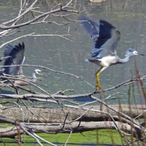 Egretta novaehollandiae at Fyshwick, ACT - 15 Mar 2019