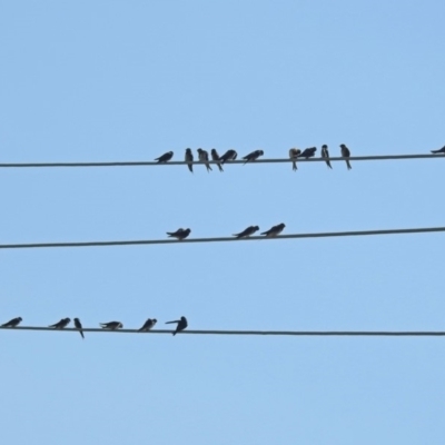 Hirundo neoxena (Welcome Swallow) at Fyshwick, ACT - 15 Mar 2019 by RodDeb