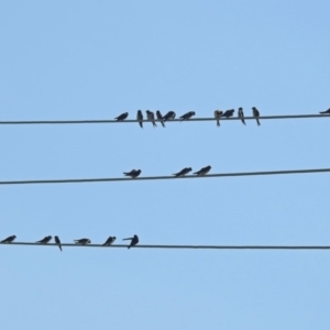 Hirundo neoxena at Fyshwick, ACT - 15 Mar 2019