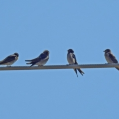 Hirundo neoxena at Fyshwick, ACT - 15 Mar 2019