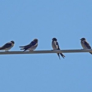 Hirundo neoxena at Fyshwick, ACT - 15 Mar 2019