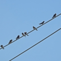 Hirundo neoxena at Fyshwick, ACT - 15 Mar 2019