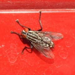 Sarcophagidae (family) (Unidentified flesh fly) at Fyshwick, ACT - 15 Mar 2019 by RodDeb