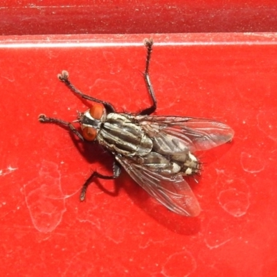 Sarcophagidae sp. (family) (Unidentified flesh fly) at Jerrabomberra Wetlands - 15 Mar 2019 by RodDeb