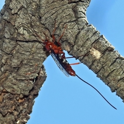 Ichneumonidae (family) (Unidentified ichneumon wasp) at Jerrabomberra Wetlands - 15 Mar 2019 by RodDeb