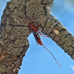 Ichneumonidae (family) at Fyshwick, ACT - 15 Mar 2019