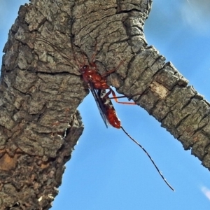 Ichneumonidae (family) at Fyshwick, ACT - 15 Mar 2019