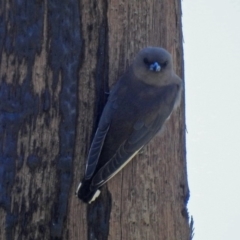 Artamus cyanopterus (Dusky Woodswallow) at Fyshwick, ACT - 15 Mar 2019 by RodDeb