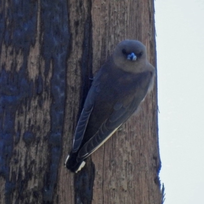 Artamus cyanopterus cyanopterus (Dusky Woodswallow) at Fyshwick, ACT - 15 Mar 2019 by RodDeb