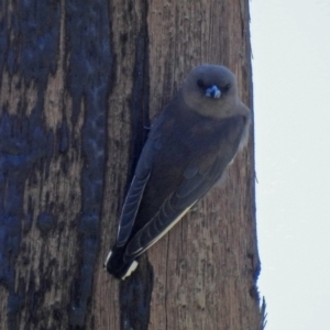 Artamus cyanopterus at Fyshwick, ACT - 15 Mar 2019