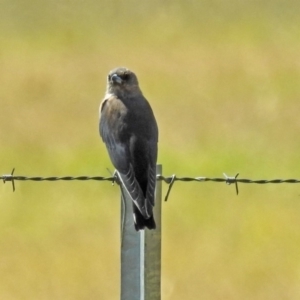 Artamus cyanopterus at Fyshwick, ACT - 15 Mar 2019