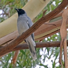 Coracina novaehollandiae (Black-faced Cuckooshrike) at Fyshwick, ACT - 15 Mar 2019 by RodDeb