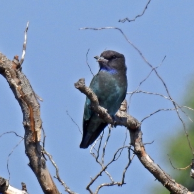 Eurystomus orientalis (Dollarbird) at Fyshwick, ACT - 15 Mar 2019 by RodDeb