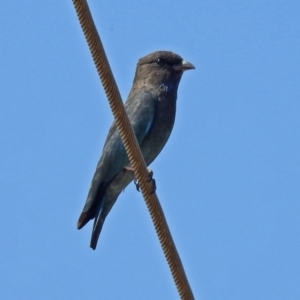 Eurystomus orientalis at Fyshwick, ACT - 15 Mar 2019