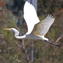 Ardea alba (Great Egret) at Jerrabomberra Wetlands - 15 Mar 2019 by RodDeb
