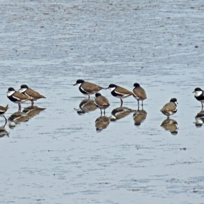 Erythrogonys cinctus (Red-kneed Dotterel) at Jerrabomberra Wetlands - 15 Mar 2019 by RodDeb