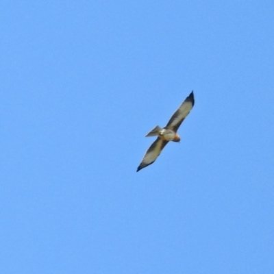 Hieraaetus morphnoides (Little Eagle) at Fyshwick, ACT - 15 Mar 2019 by RodDeb