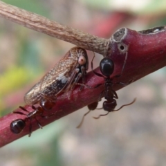 Eurymelinae (subfamily) (Unidentified eurymeline leafhopper) at Mount Mugga Mugga - 16 Mar 2019 by Christine