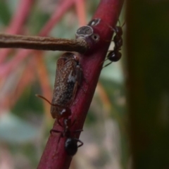 Eurymelinae (subfamily) at Symonston, ACT - 16 Mar 2019 02:30 PM