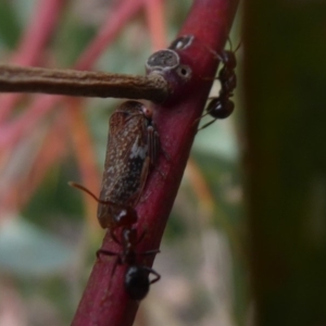 Eurymelinae (subfamily) at Symonston, ACT - 16 Mar 2019 02:30 PM