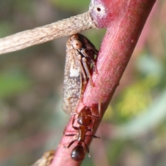 Eurymelinae (subfamily) at Symonston, ACT - 16 Mar 2019