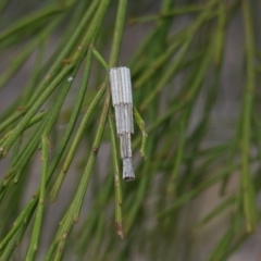 Lepidoscia arctiella (Tower Case Moth) at Deakin, ACT - 16 Mar 2019 by JackyF